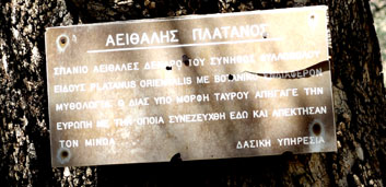 Gortyne pancarte platane de zeus